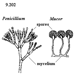 See diagram 9.202: Penicillium, Mucor