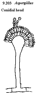 See diagram: 9.203: Conidial head