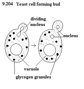 See diagram 9.204: Yeast cell forming bud