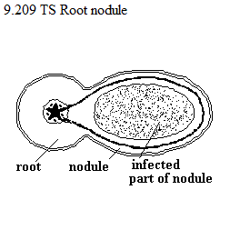| See diagram 9.209: T.S. Root nodule