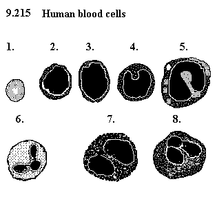 See diagram 9.215: Human blood cells (Romanowsky stain)