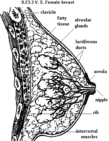 See diagram 9.23.3: Female breast, vertical section.