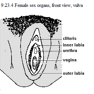 See diagram 9.23.4: Female sex organs, front view, vulva.