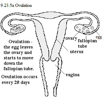See diagram 9.23.5a: Ovulation.