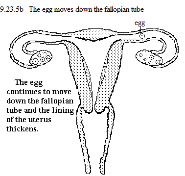 See diagram 9.23.5b: The egg moves down the fallopian tube.