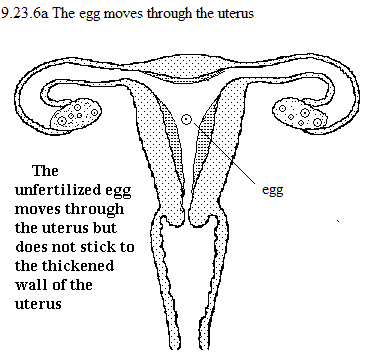 See diagram 9.23.6a: The egg moves through the uterus.