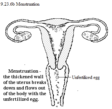 See diagram 9.23.6b: Menstruation.