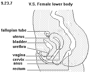 See diagram 9.23.7: V.S. Female, lower body.