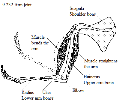 See diagram 9.232: Arm joint.
