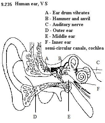 See diagram 9.235: Vertical section of human ear