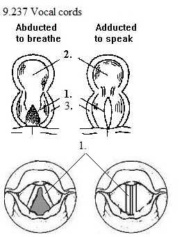 See diagram 9.237: Vocal cords