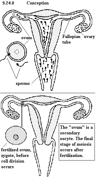 See diagram 9.24.0: Conception.