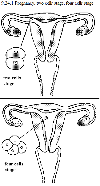 See diagram 9.24.1 Pregnancy 1, two cells stage, four cells stage.