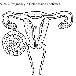 See diagram 9.24.2: Pregnancy 2, cell division continues.