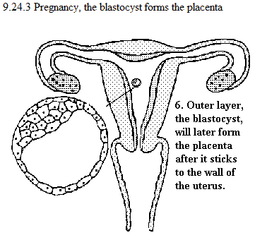 See diagram 9.24.3: Pregnancy 3, blastocyst forms placenta