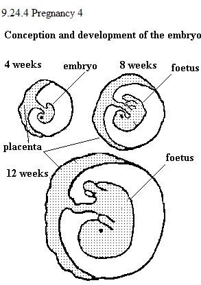 See diagram 9.24.4: Pregnancy 4, embryo develops to form the foetus