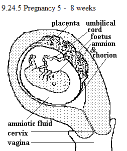 See diagram 9.24.5: Pregnancy 5, at 5 - 8 weeks.