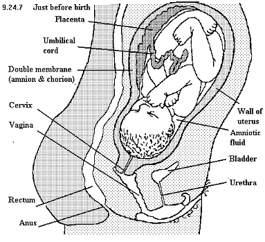 See diagram 9.24.7: Birth.