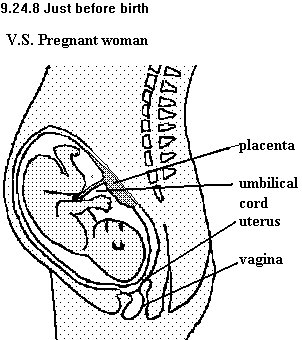 See diagram 9.24.8: Pregnancy 8, just before birth.