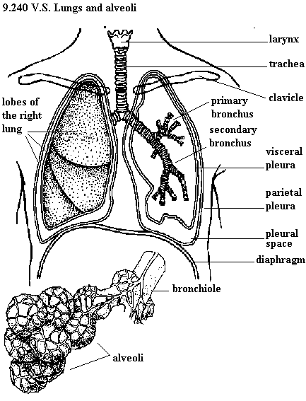 See diagram 9.240: VS Lungs and a bronchiole