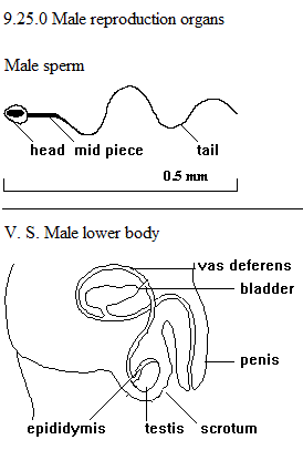 See diagram 9.25.0: Male reproduction organs.