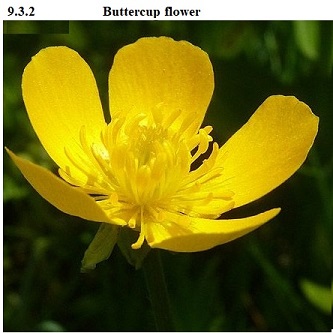 See diagram 9.3.2: Buttercup flower