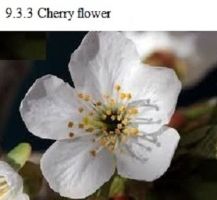 See diagram 9.3.3: Cherry flower
