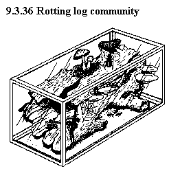 See diagram 9.3.36: Rotting log community.