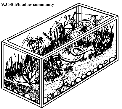 See diagram 9.3.38: Meadow community.
