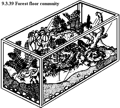 See diagram 9.3.39: Forest floor community.