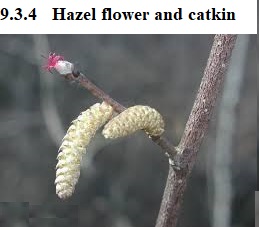 See diagram 9.3.4: Hazel flower and catkin