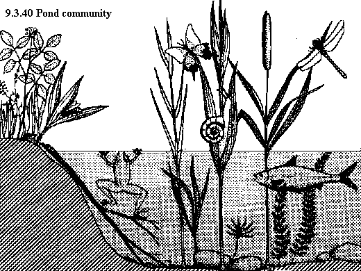 See diagram 9.3.40: Pond community