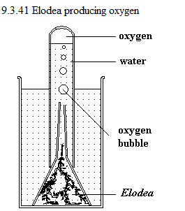 See diagram 9.3.41: Elodea produces oxygen