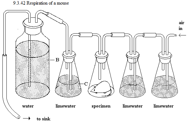 See diagram 9.3.42: Respiration of a mouse