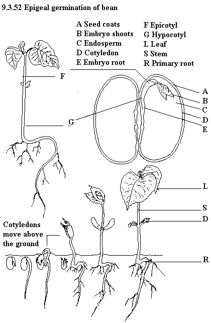 See diagram 9.3.52: Epigeal germination of bean