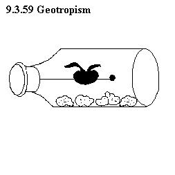 See diagram 9.3.59: Geotropism