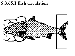 See diagram 9.3.65.1: Fish circulation