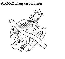 See diagram 9.3.65.2: Frog circulation