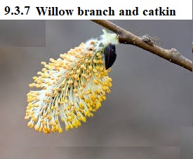 See diagram 9.3.7: Willow branch and catkin