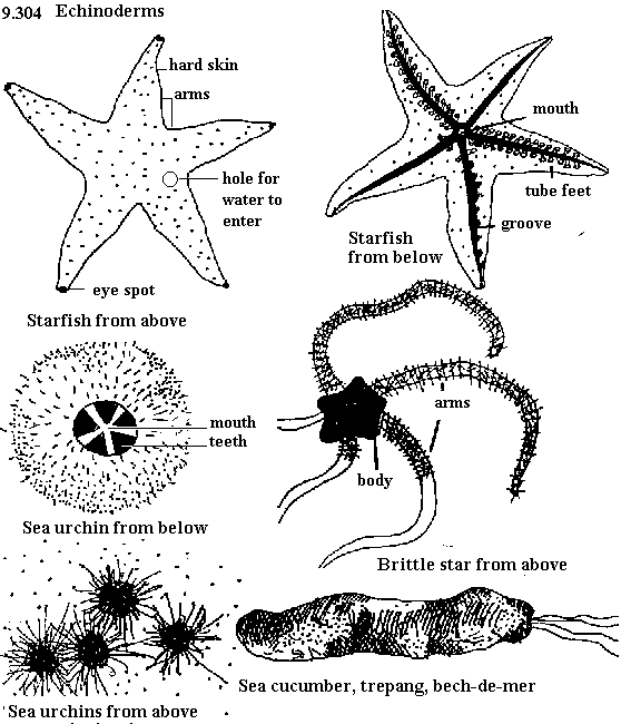 See diagram 9.304: Echinodermsbr>
Teach the children to identify and list the different types of echinoderms.