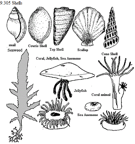 See diagram 9.305: Shells