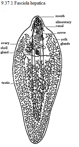 See diagram 9.37.1: Fasciola hepatica.