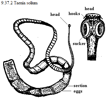 See diagram 9.37.2: Taenia solium.