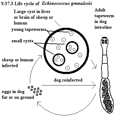 See diagram 9.37.3: Life cycle of Echinococcus granulosis.