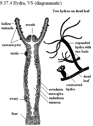 See diagram 9.37.4 Hydra.