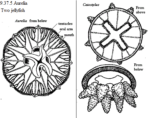 See diagram 9.37.5 Aurelia jellyfish.