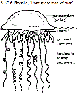 See diagram 9.37.6 Physalia, "Portuguese man-of-war".