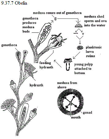 See diagram 9.37.7 Obelia.