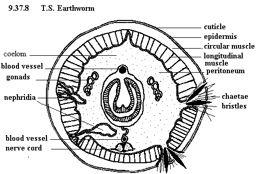 See diagram 9.37.8 TS (Lumbricus terrestris).