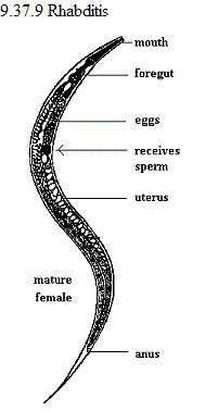 See diagram 9.37.9: Rhabditis mature female.